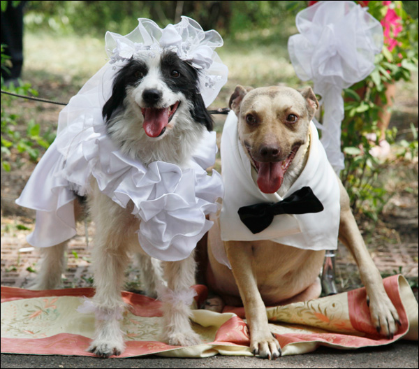 Собачья свадьба. Заказ свадьбы для собак.
