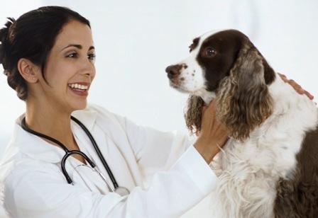 Ветеринарные услуги, оказание ветеринарных услуг.