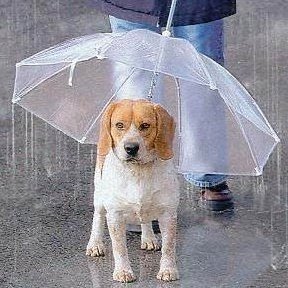 Бизнес идея: Зонт для собак.