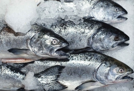 Продажа свежей рыбы оптом – быстрый способ заработать деньги!