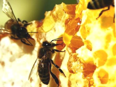 Ярмарка мёда, как сделать ульи для пчёл.